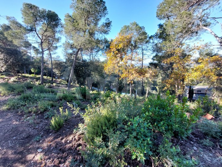 Terreny a la Floresta -5