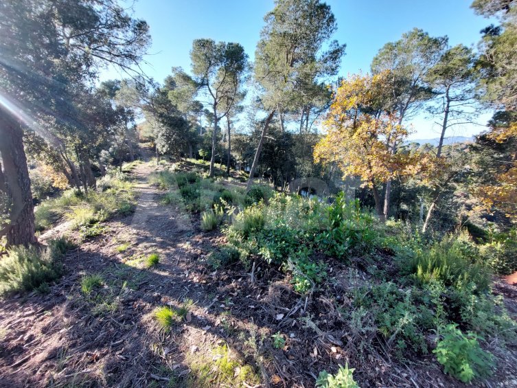 Terreny a la Floresta -6