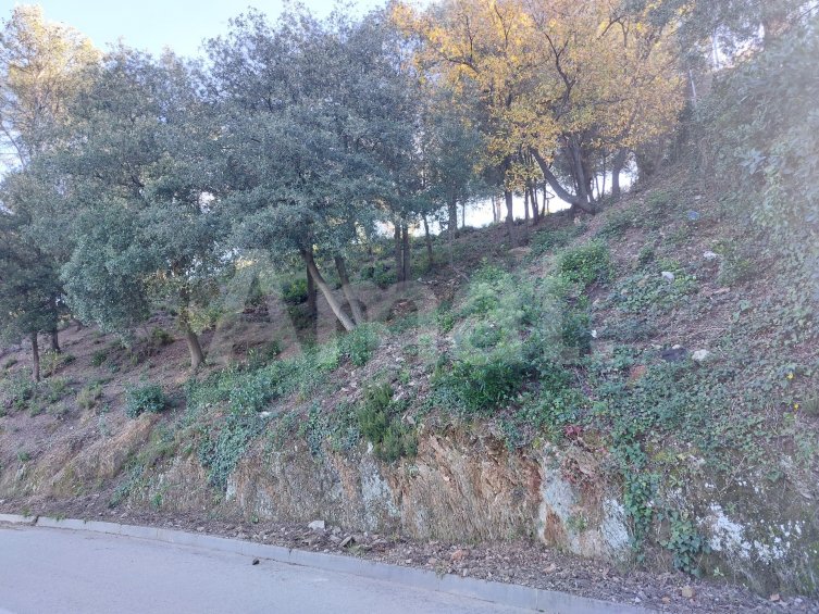 Terreny a la Floresta -9