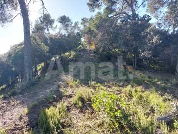 Terreny a la Floresta -2