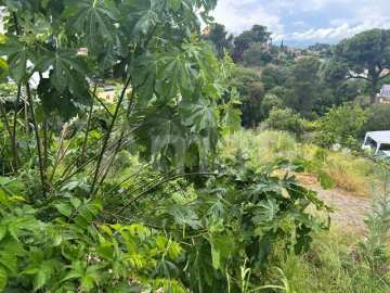 Terreno en la Floresta -5