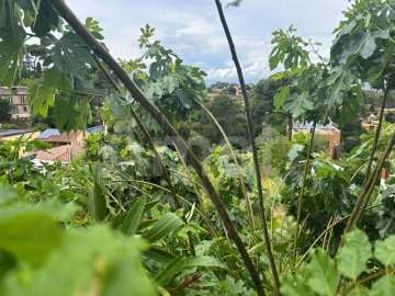 Terreno en la Floresta -7