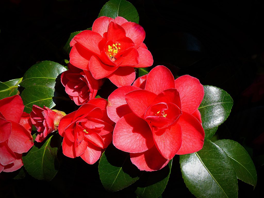 renovar-jardin-camelia